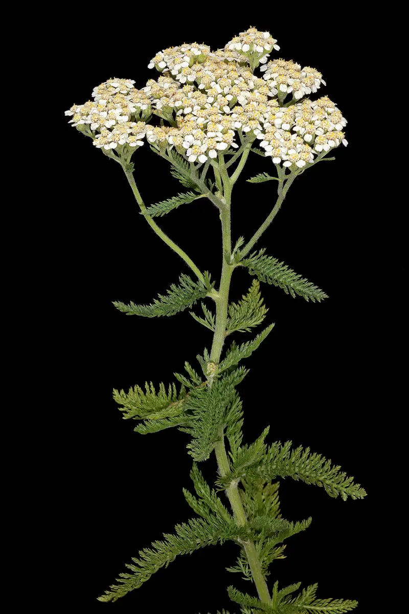 Achillea millefolium (Bloodwort)