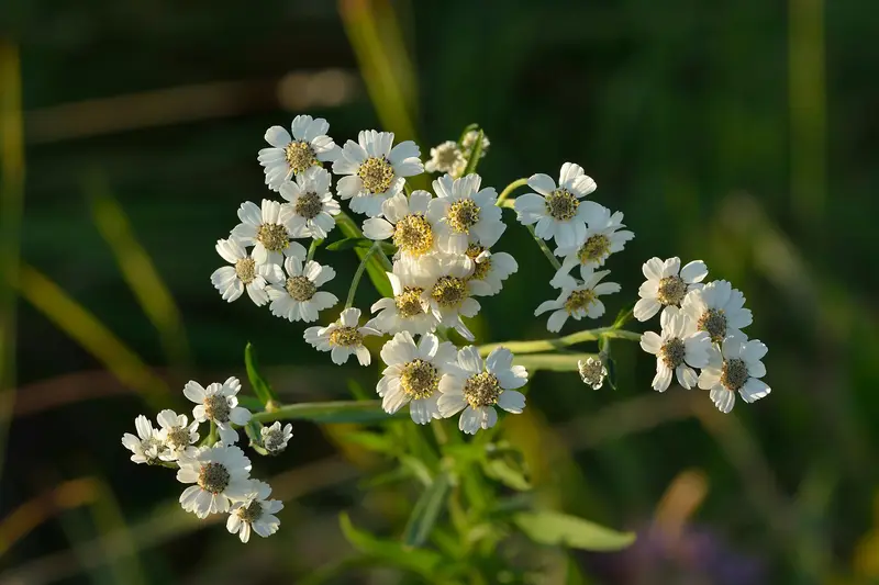 Achillea ptarmica (Sneezeweed)
