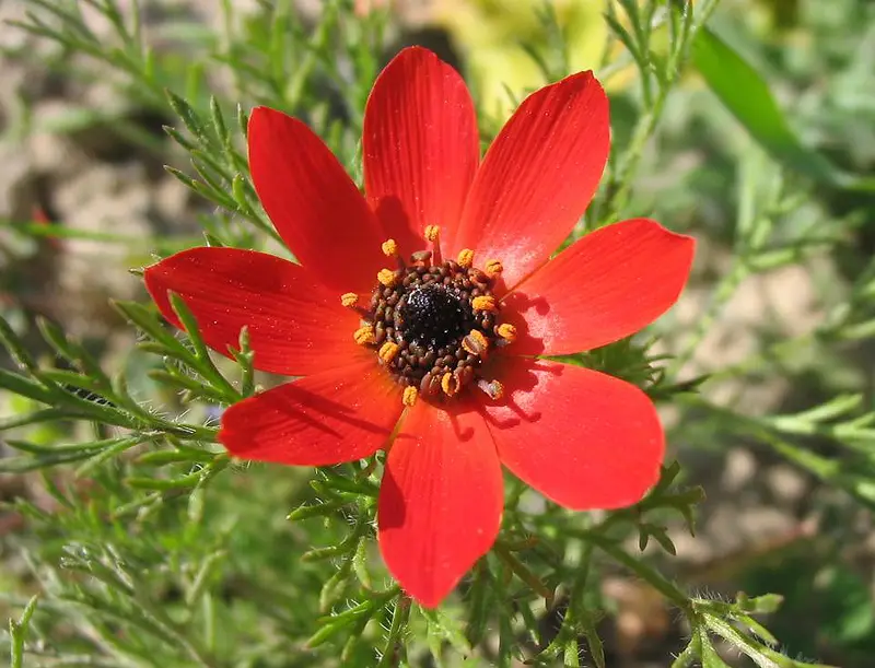 Adonis annua (Blooddrops)