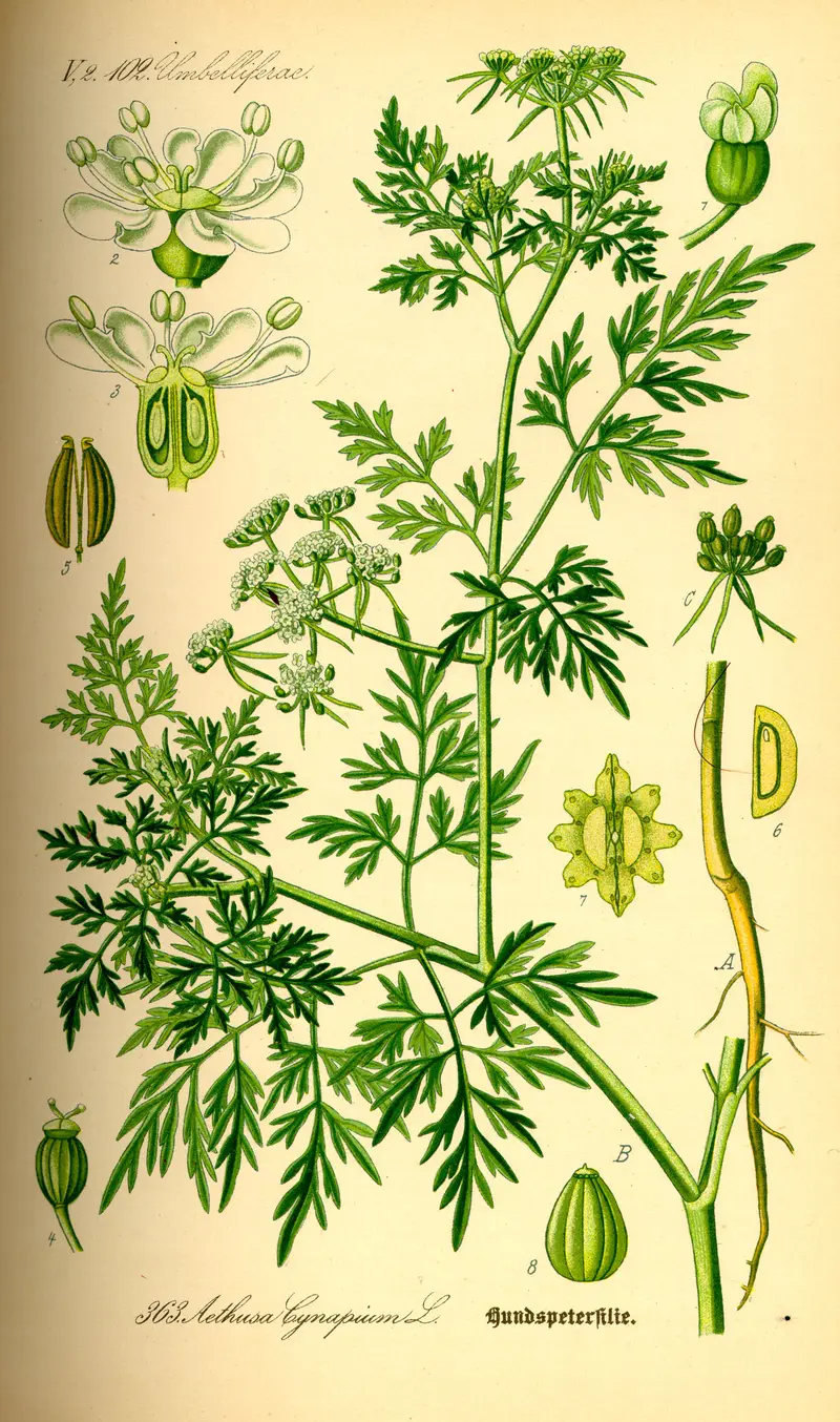 Aethusa cynapium (Fool's Parsley)