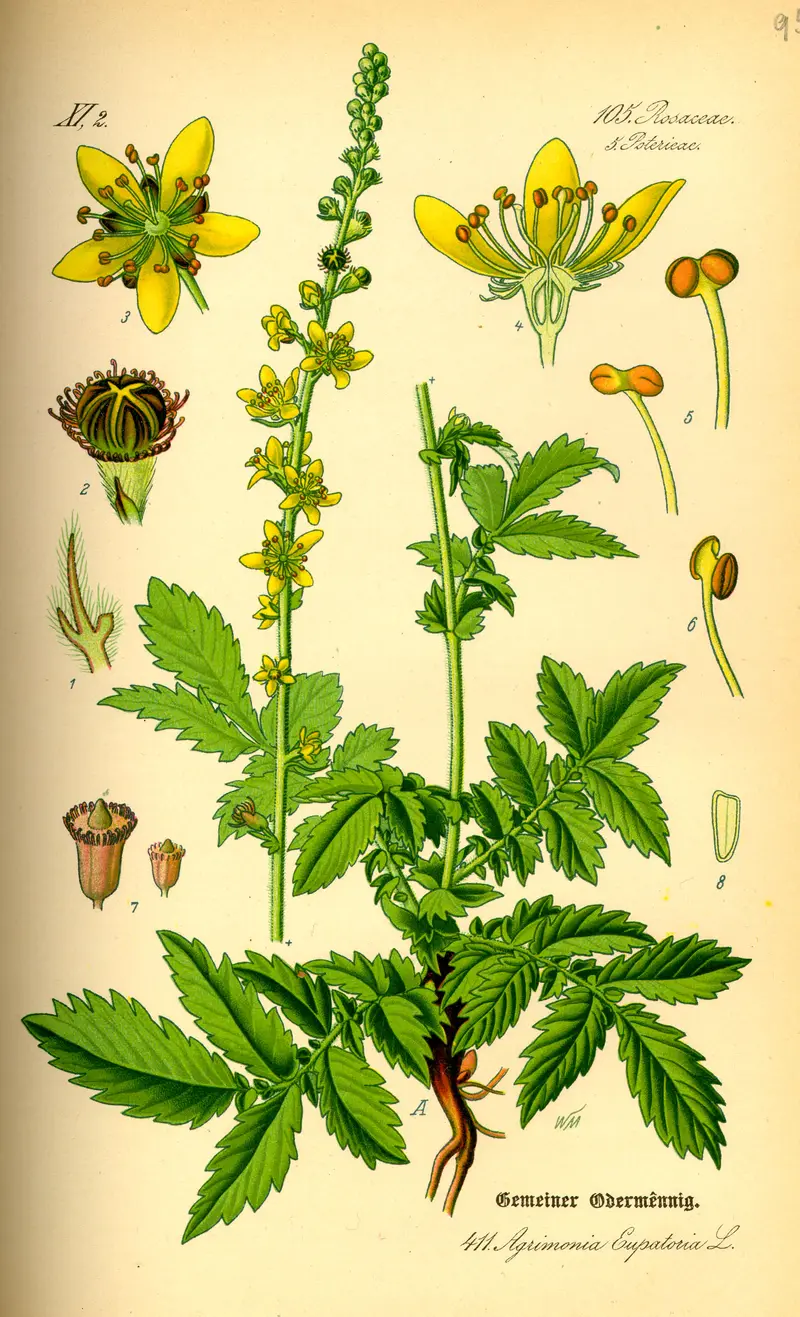 Agrimonia eupatoria (Agrimony)