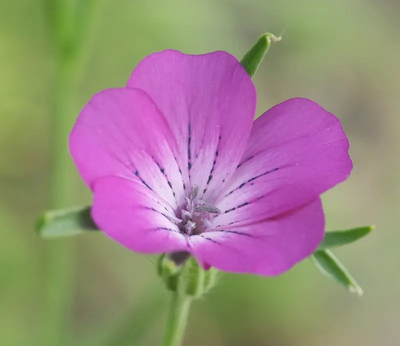 Agrostemma githago (Cockle)