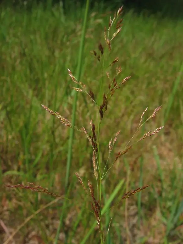 Agrostis capillaris (Bent Grass)