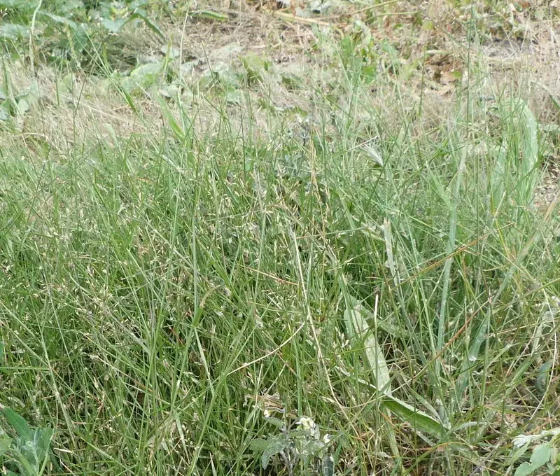 Agrostis castellana (Bentgrass)