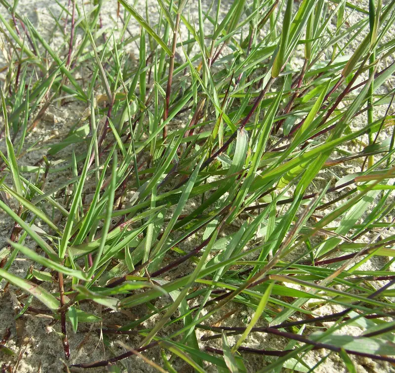 Agrostis stolonifera (Creeping Bent)