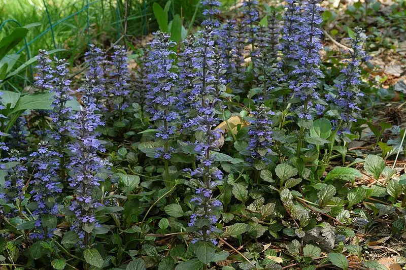 Ajuga reptans (Ajuga)