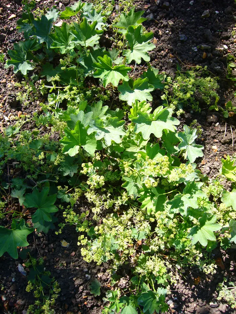 Alchemilla glabra (Lady's-mantle [Alchemilla glabra])