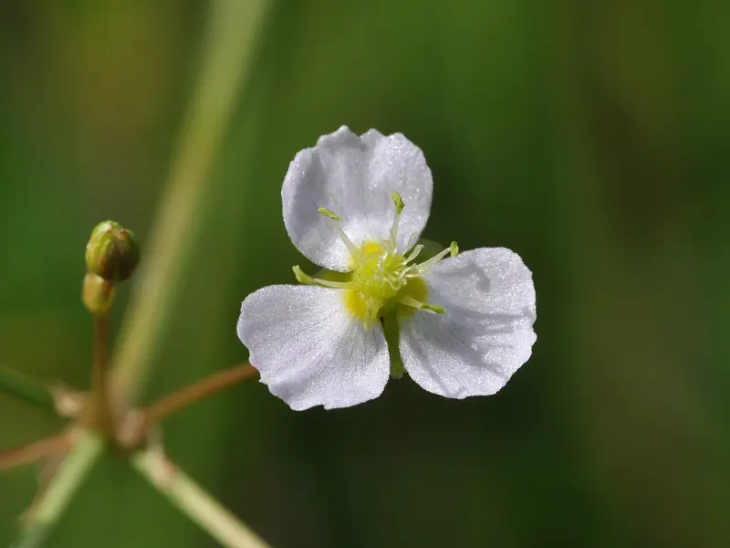 Alisma plantago-aquatica (American Waterplantain)