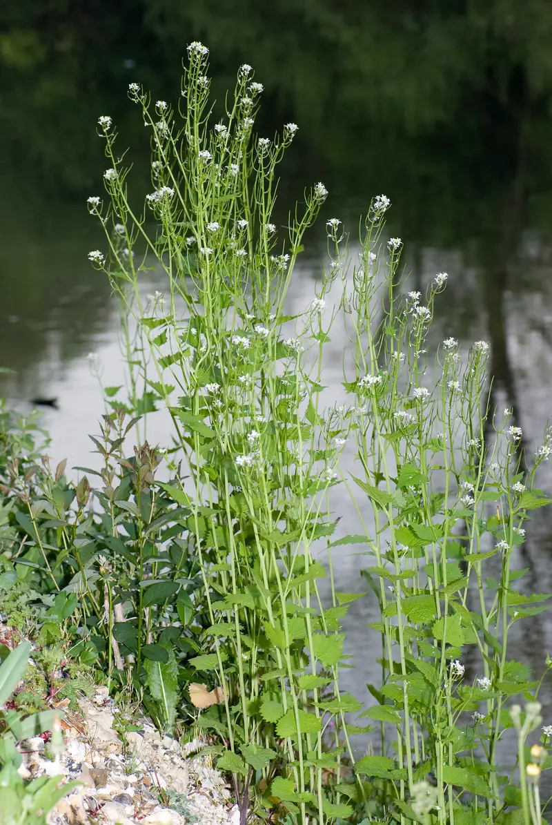Alliaria petiolata (Garlic Mustard)