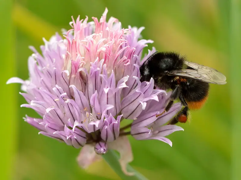 Allium schoenoprasum (Chives)