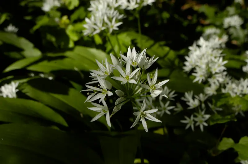 Allium ursinum (Ramsons)