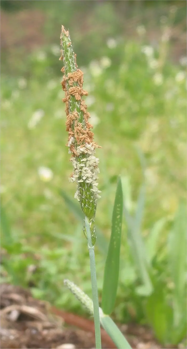 Alopecurus geniculatus (Floating Foxtail)