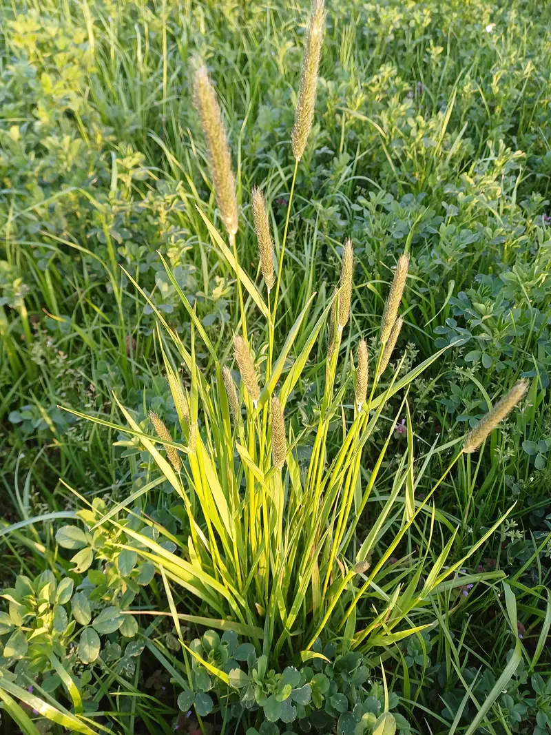 Alopecurus pratensis (Golden Foxtail Grass)