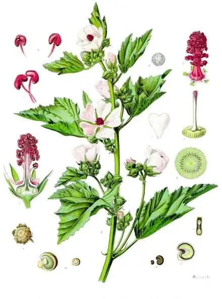 Althaea officinalis (Common Marsh-mallow)