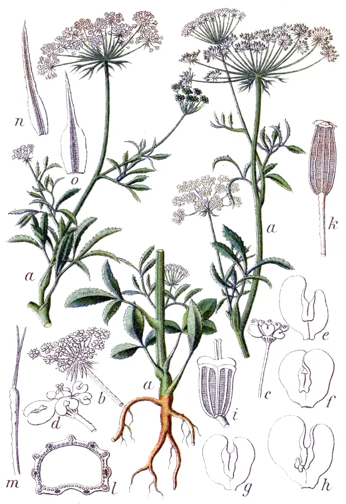 Ammi majus (Bishop's Weed)