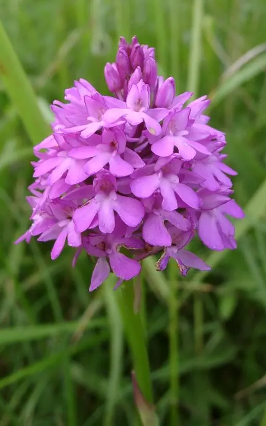 Anacamptis pyramidalis (Pyramidal Orchid)