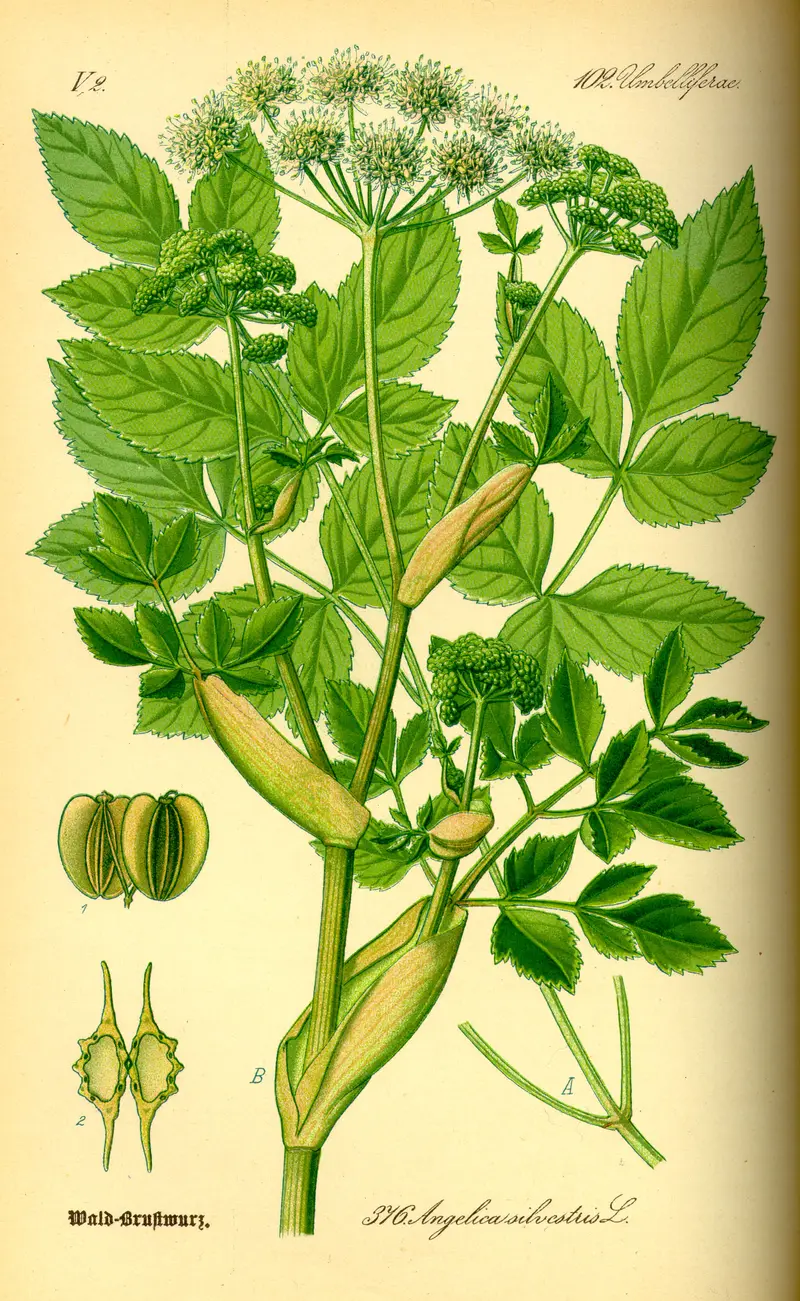 Angelica sylvestris (Wild Angelica)