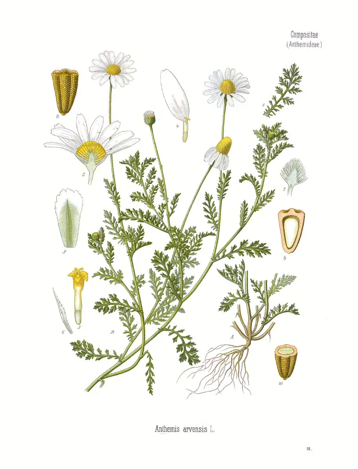 Anthemis arvensis (Common Chamomile)