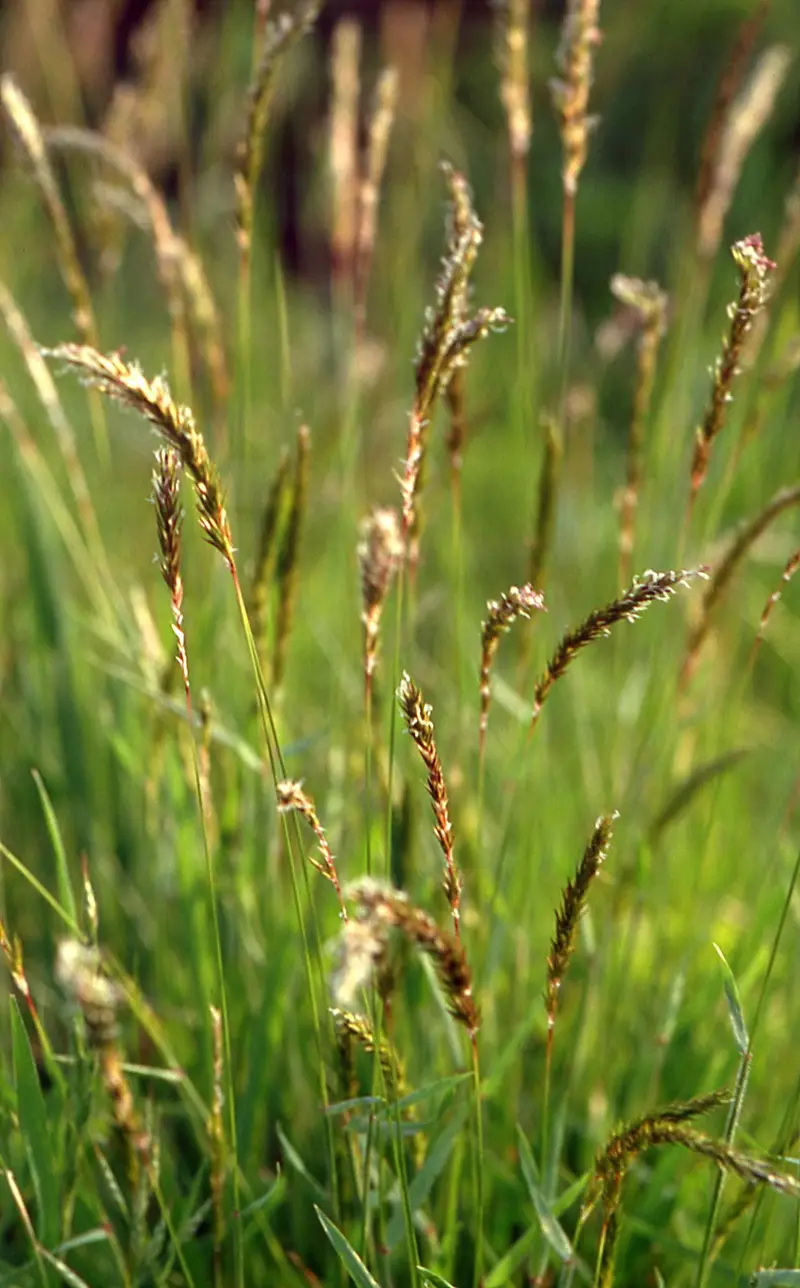 Anthoxanthum odoratum (Scented Vernal Grass)