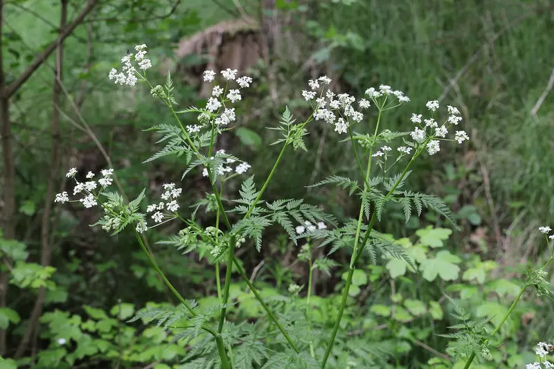 Anthriscus sylvestris (Bur Chervil)