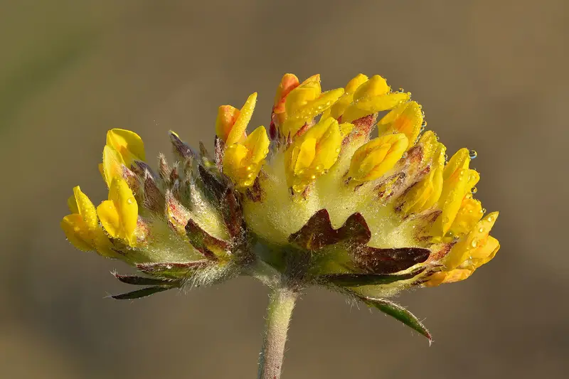 Anthyllis vulneraria (Common Kidney-Vetch)