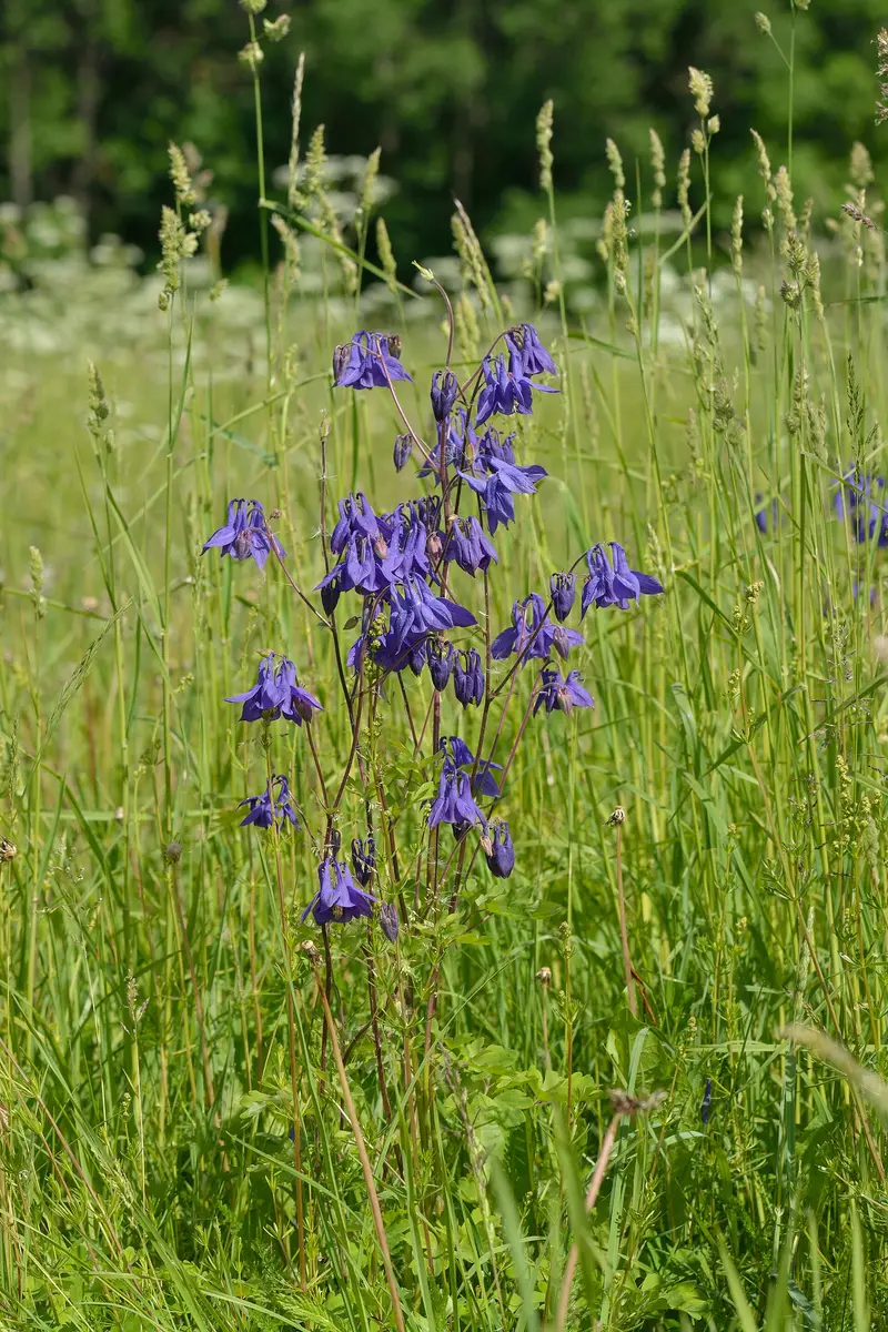 Aquilegia vulgaris (Capon's-feather)