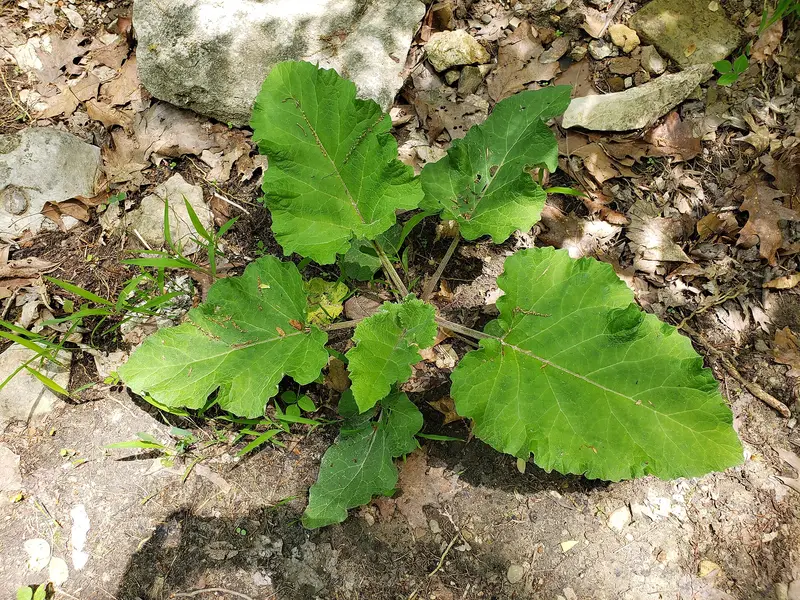 Arctium minus (Beggar's Button)