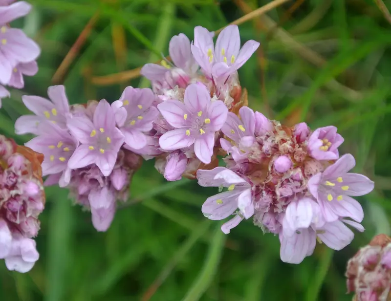 Armeria maritima (Thrift)