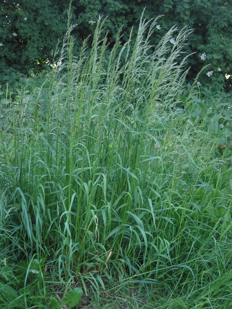 Arrhenatherum elatius (Bulbous Oatgrass)