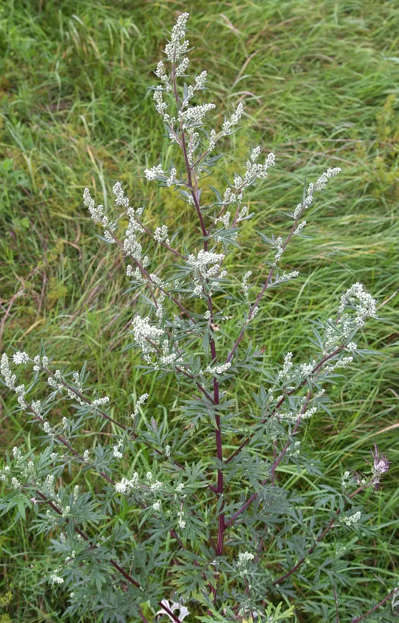 Artemisia vulgaris (Artemisia)