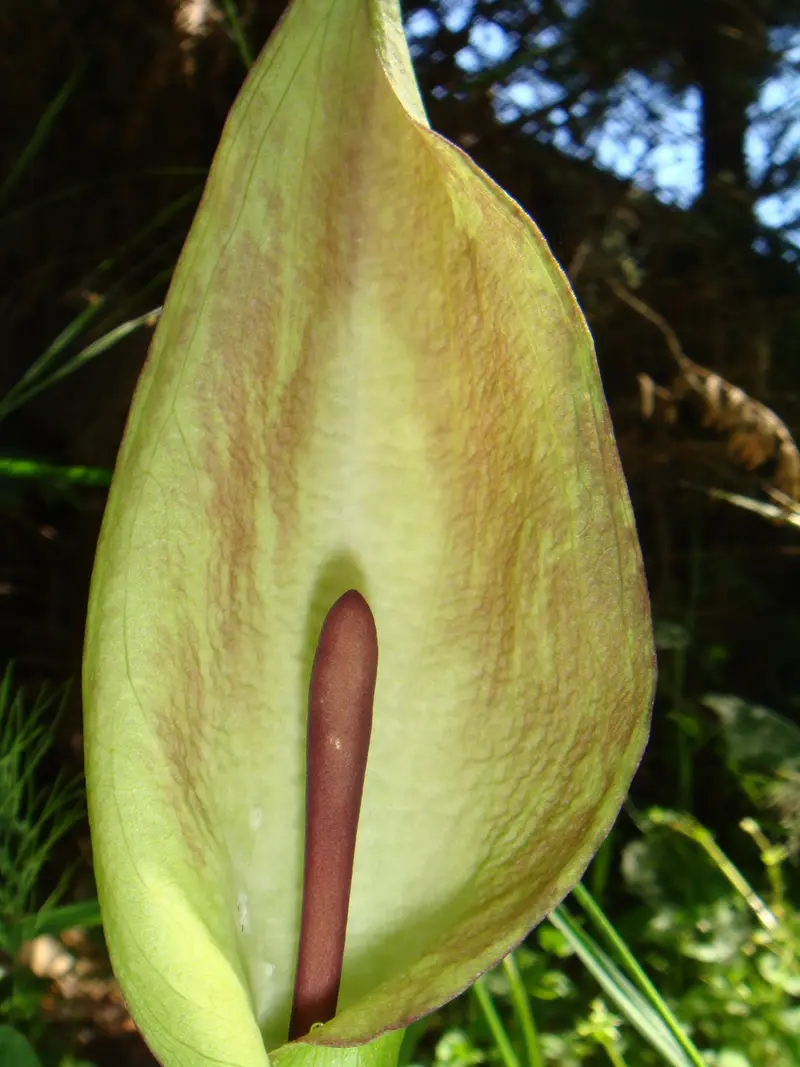 Arum maculatum (Adam-and-Eve)