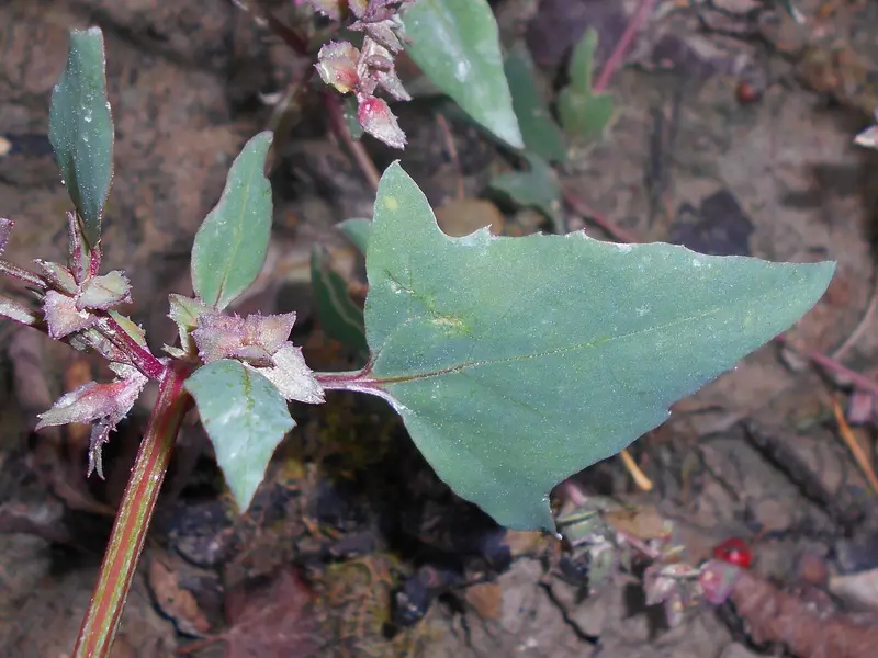 Atriplex prostrata (Fat-hen)