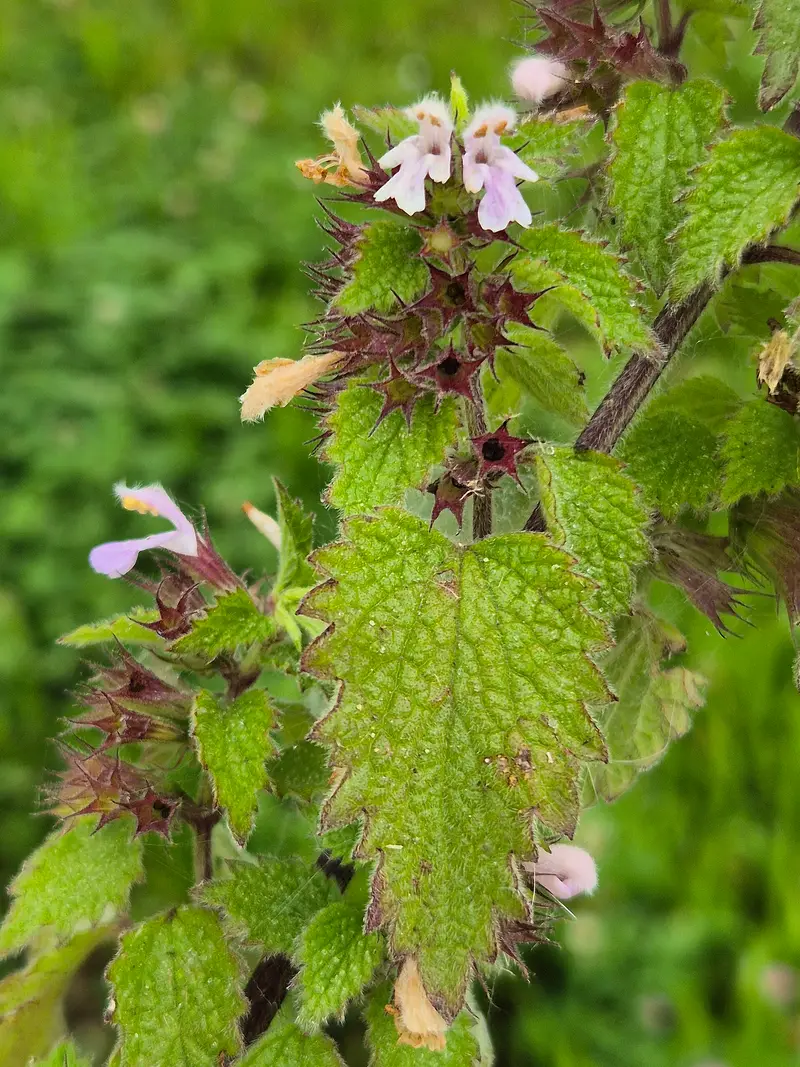 Ballota nigra (Black Horehound)