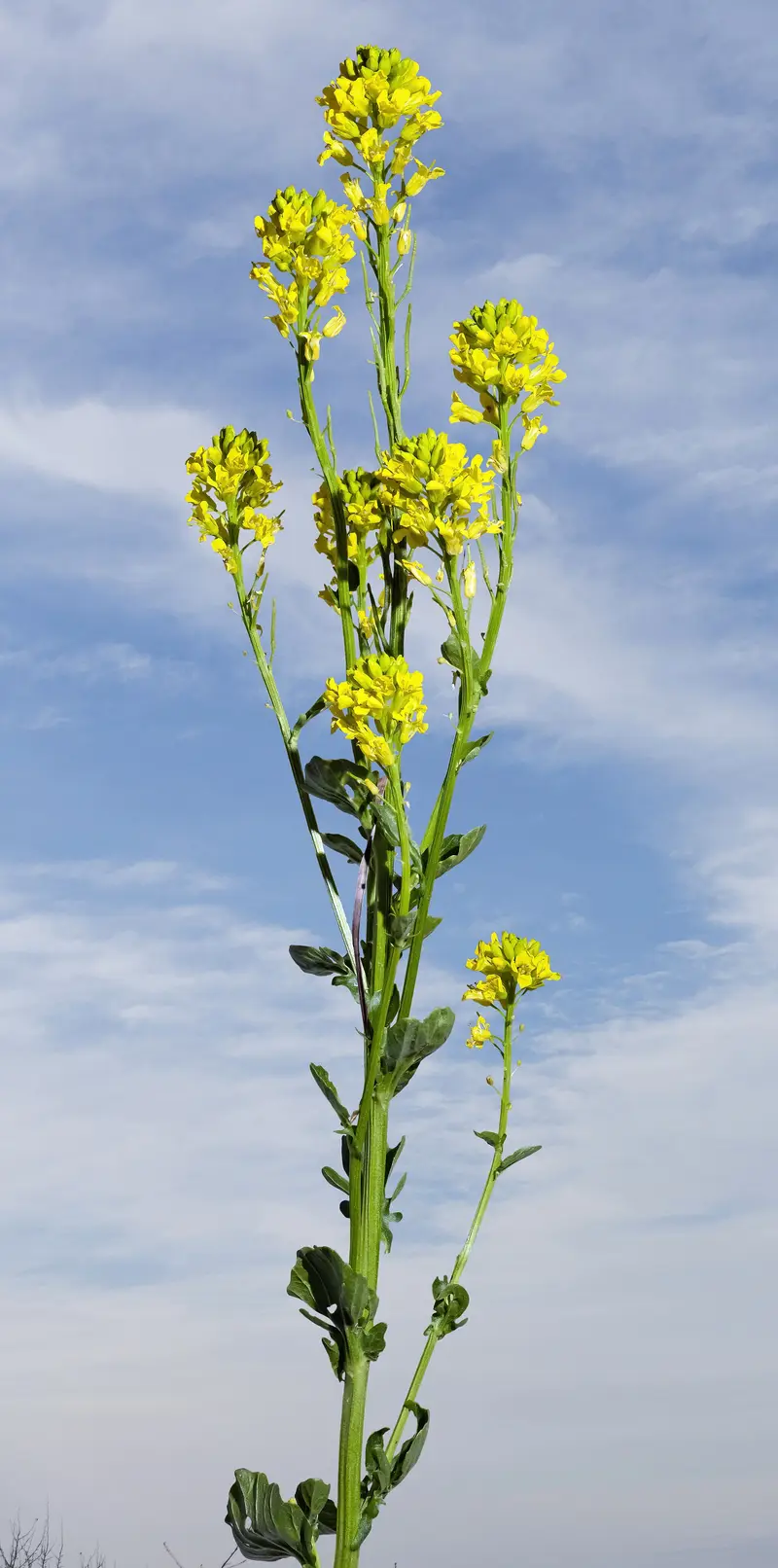 Barbarea vulgaris (Bittercress)