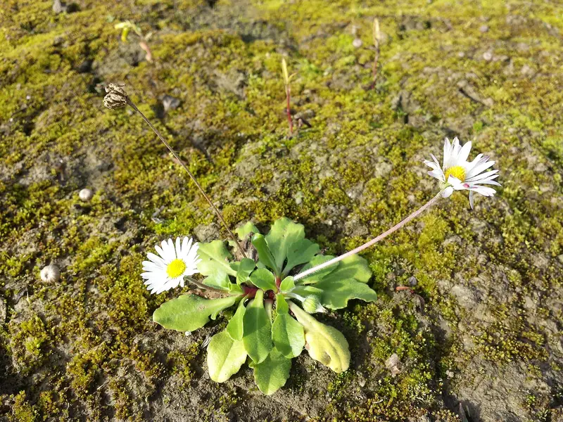 Bellis perennis (Common Daisy)