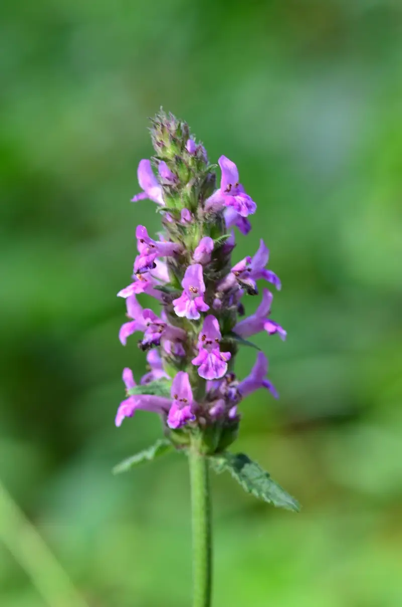 Betonica officinalis (Betony)