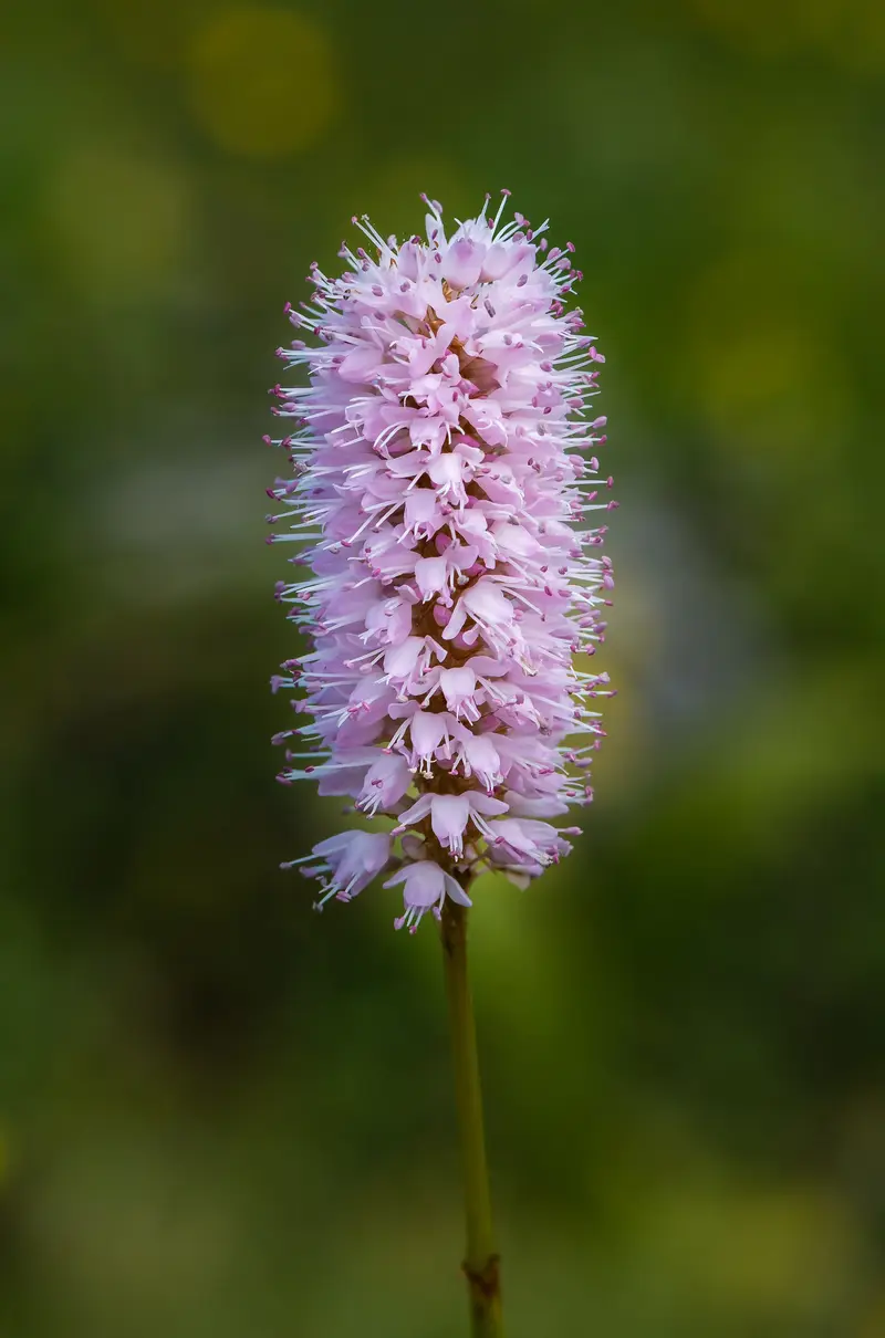 Bistorta officinalis (Common Bistort)
