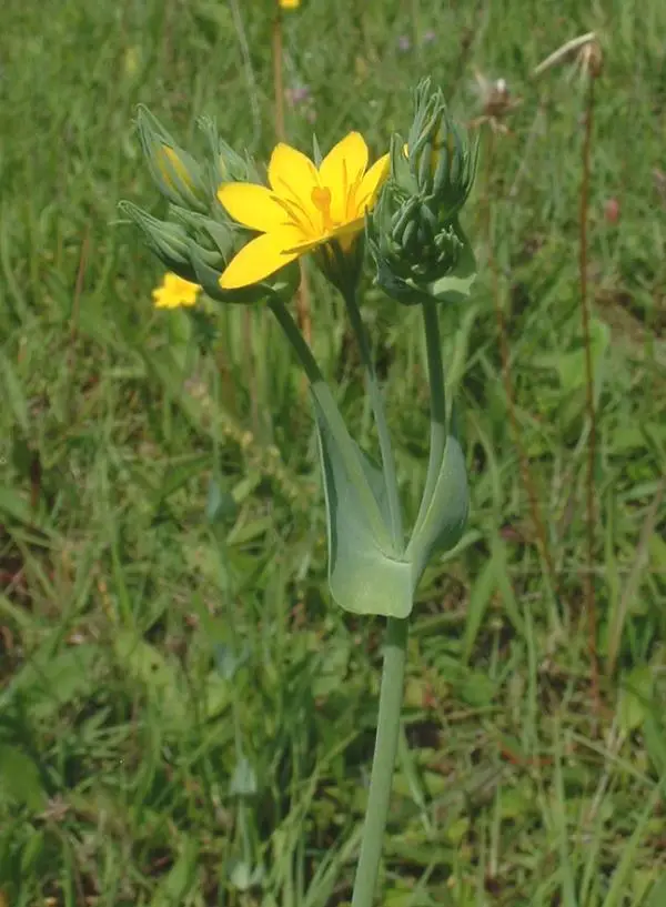 Blackstonia perfoliata (Yellow Wort)