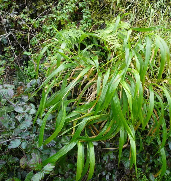 Brachypodium sylvaticum (False Brome)