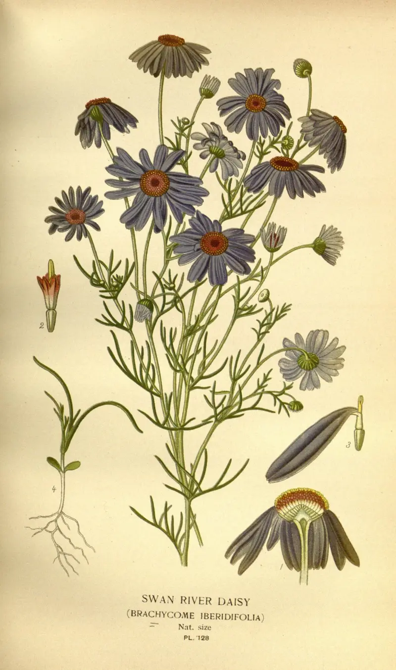 Brachyscome iberidifolia (Swan River Daisy)