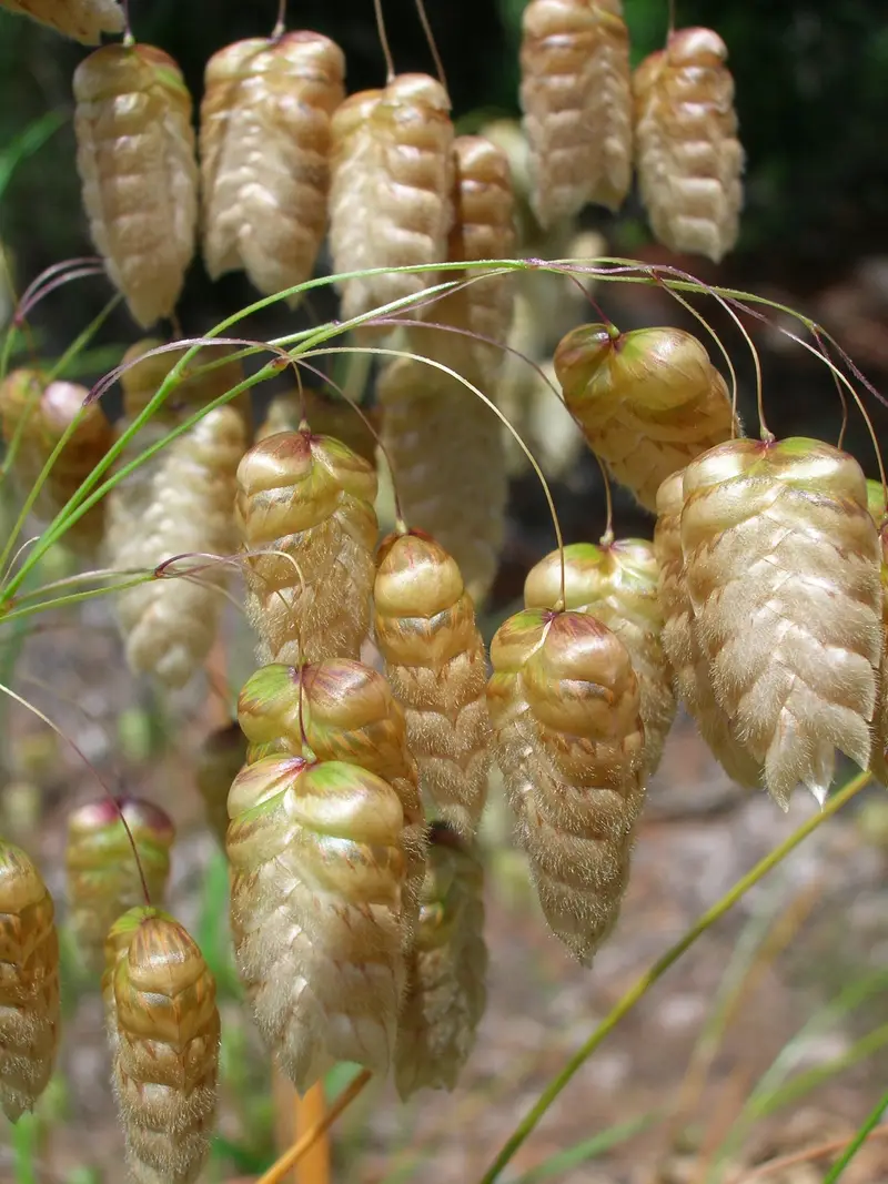 Briza maxima (Big quakinggrass)