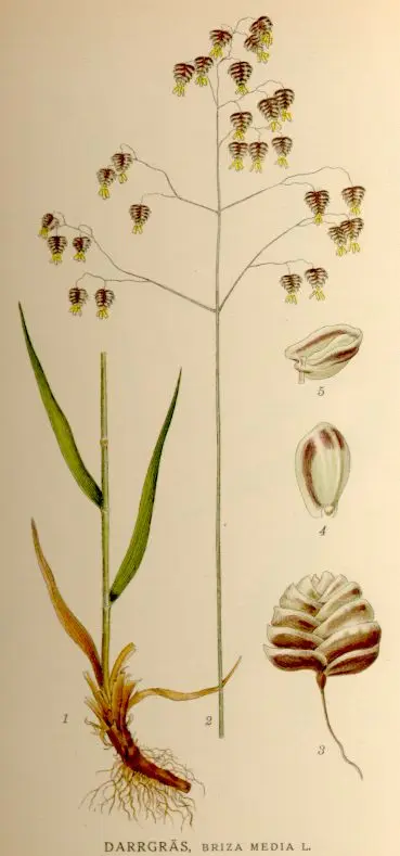 Briza media (Big Quaking Grass)