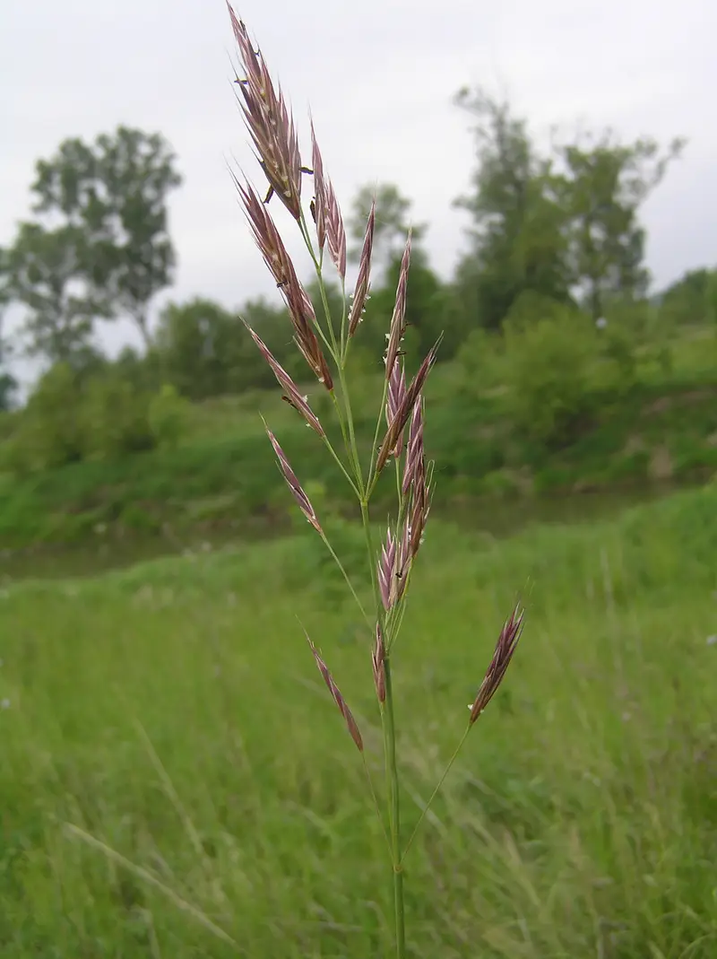 Bromus erectus (Erect Brome)