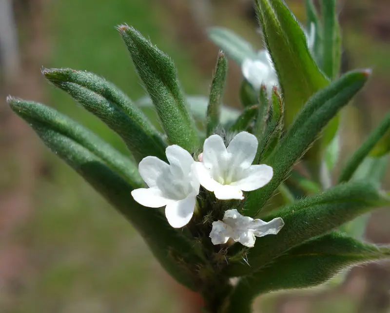 Buglossoides arvensis (Corn Gromwell)
