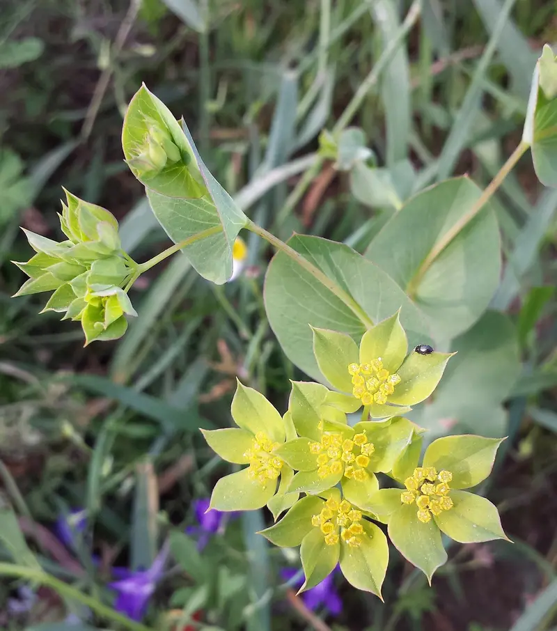Bupleurum rotundifolium (Hare's Ear)
