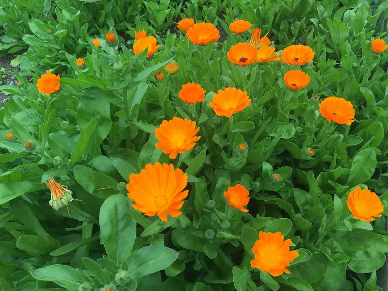 Calendula officinalis (Calendula)