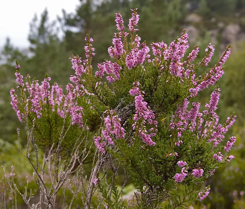 Calluna vulgaris (Common Heather)