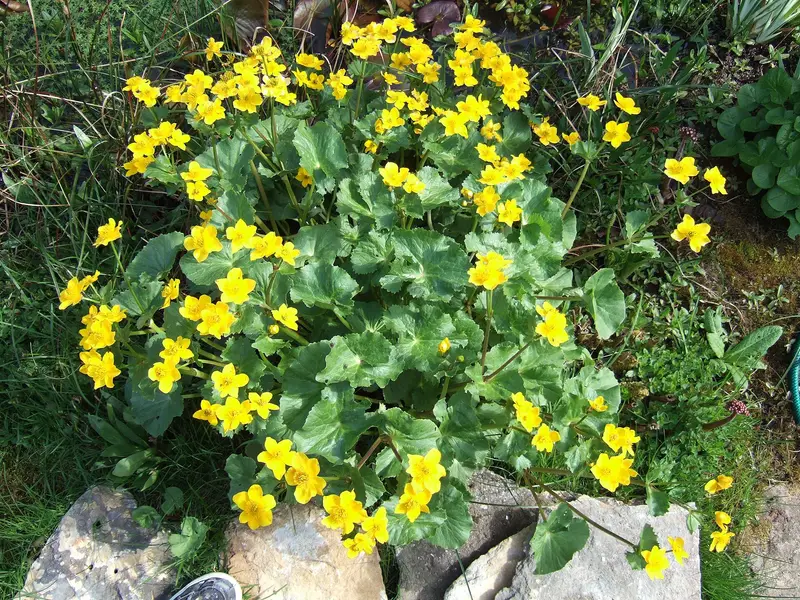 Caltha palustris (Cowflock)