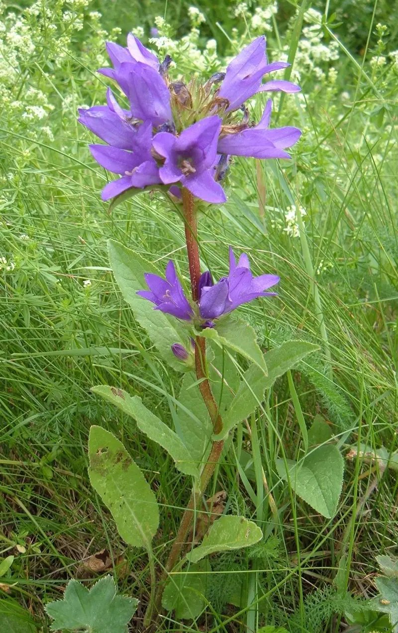 Campanula glomerata (Clustered Bellflower)