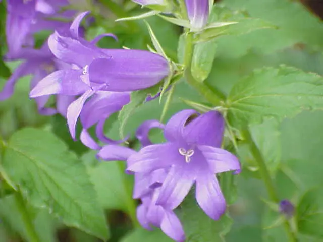 Campanula latifolia (Giant Bellflower)